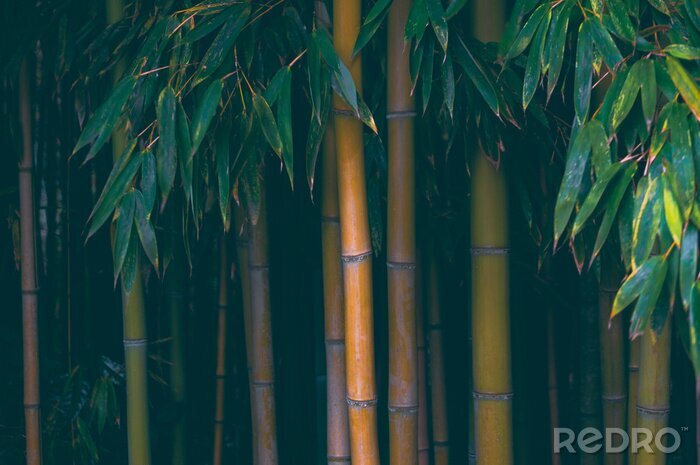 Poster  Arbre de bambou et différentes couleurs de tiges