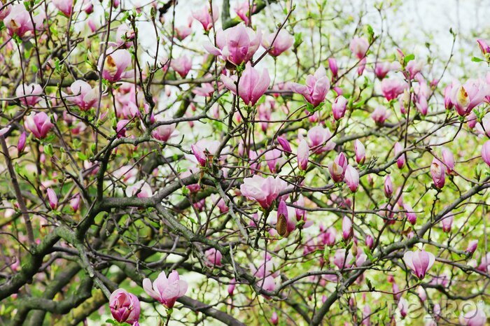 Poster  Arbre de magnolia sur fond de plantes