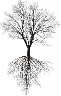 Poster  Arbre noir et blanc avec des racines visibles