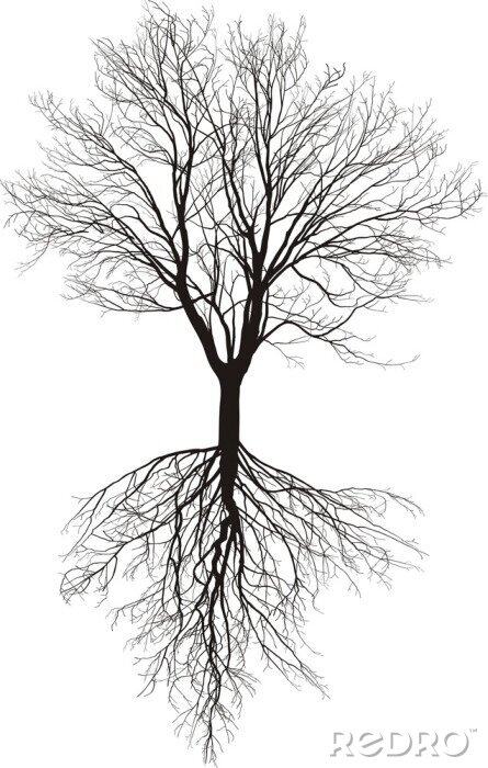 Poster  Arbre noir et blanc avec des racines visibles