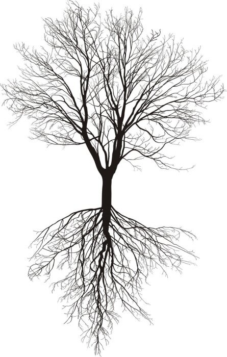 Poster  Arbre noir et blanc avec des racines visibles