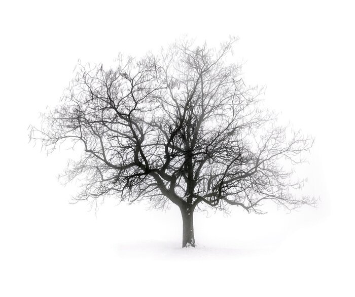 Poster  Arbre sans feuilles sur fond blanc