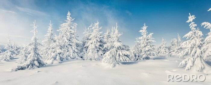 Poster  Arbres blancs d'hiver sous un ciel bleu