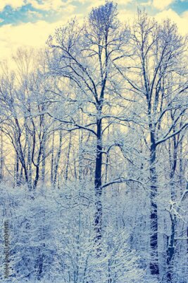 Poster  Arbres couverts d'un léger gel