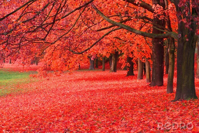 Poster  Arbres d'automne aux feuilles rouges