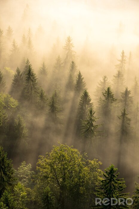 Poster  Arbres dans la brume dorée du matin