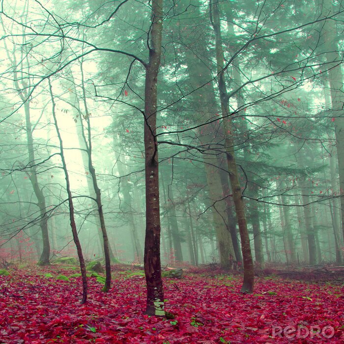Poster  Arbres dans la brume et feuilles colorées