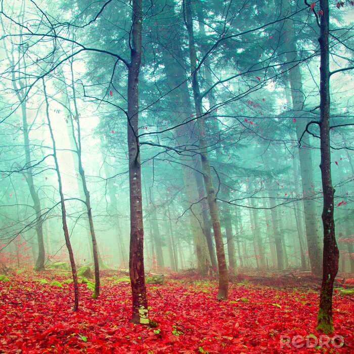 Poster  Arbres dans la brume et feuilles rouges