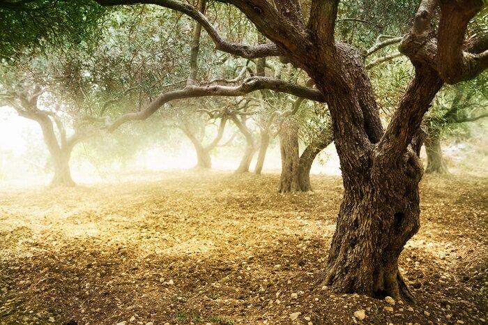 Poster  Arbres dans le brouillard dans la forêt