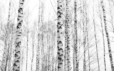 Arbres de bouleaux en noir et blanc dans la forêt