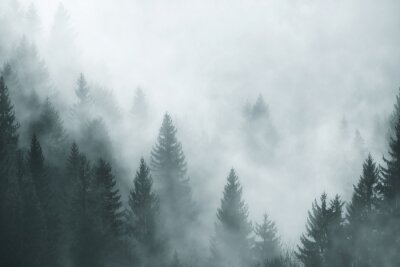 Arbres de conifères dans le brouillard