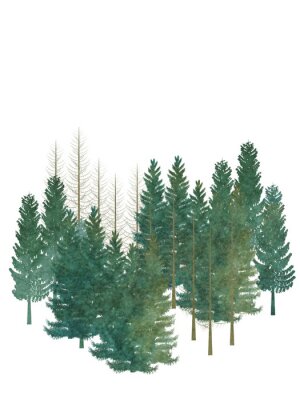 Poster  Arbres de forêt de conifères sur fond blanc
