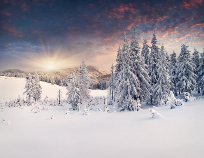 Poster  Arbres de Noël dans la neige
