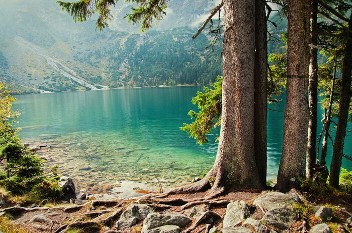 Poster  Arbres forêt lac