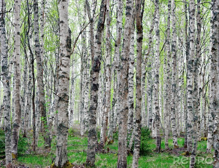 Poster  Arbres noirs et blancs dans une forêt