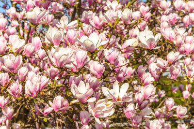 Arbuste de magnolias sur un fond pastel