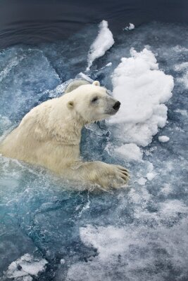 Poster  Arctic bear (2)