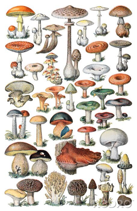 Poster  Atlas des champignons