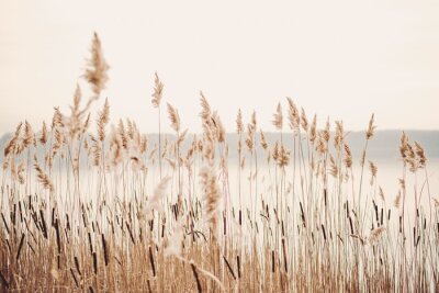 Poster  Au bord du lac avec de l'herbe