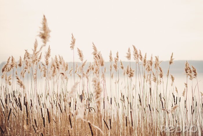Poster  Au bord du lac avec de l'herbe