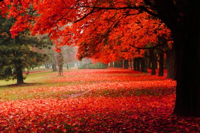 automne rouge dans le parc