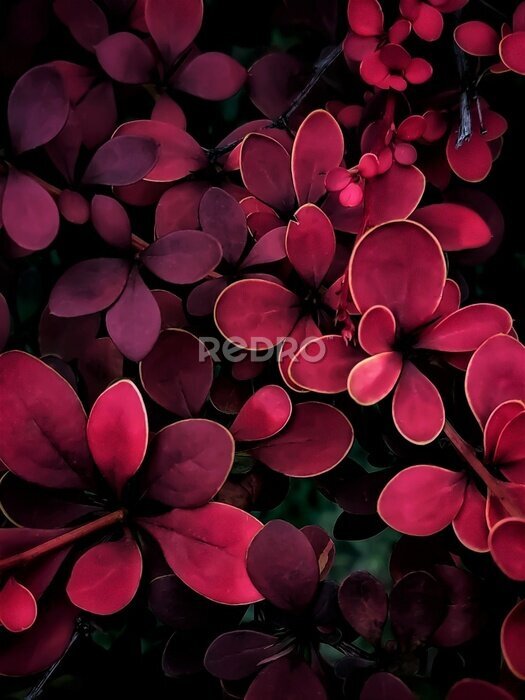 Poster  background of barberry leaves