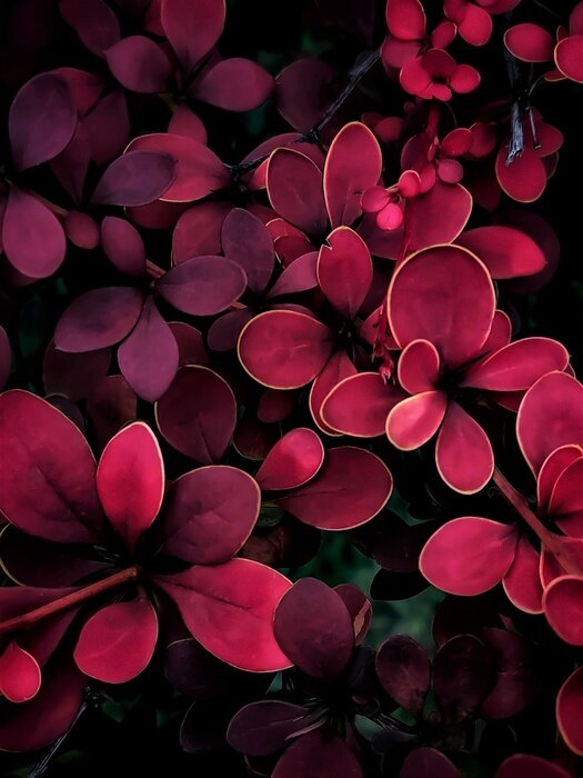 Poster  background of barberry leaves