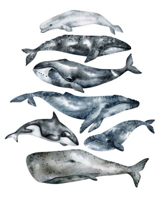 Poster  Baleines aquarelles de différentes espèces