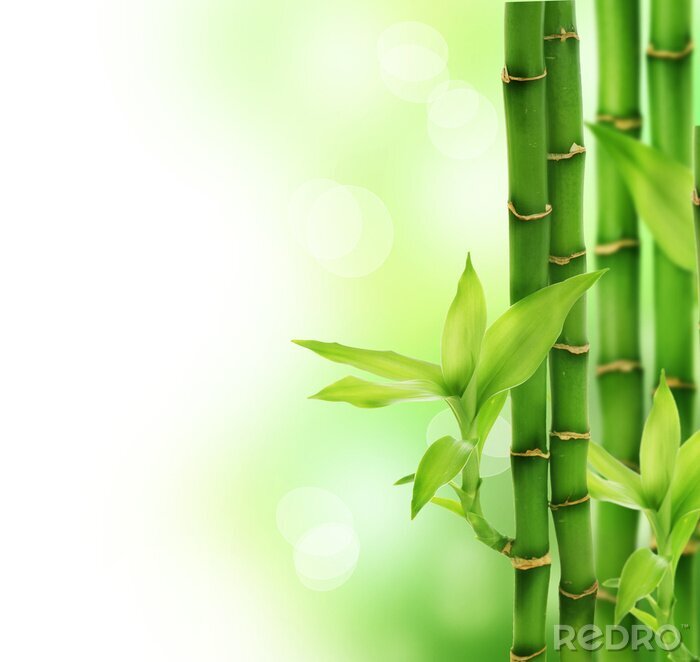 Poster  Bambou 3D sur fond abstrait