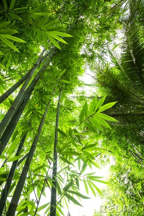 Poster  Bambou au milieu de la jungle verte