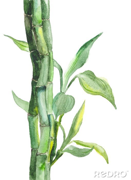 Poster  Bambou dans des nuances douces de vert