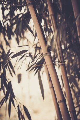 Poster  Bambou dans des teintes de sépia