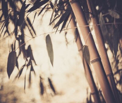 Bambou dans un style vintage