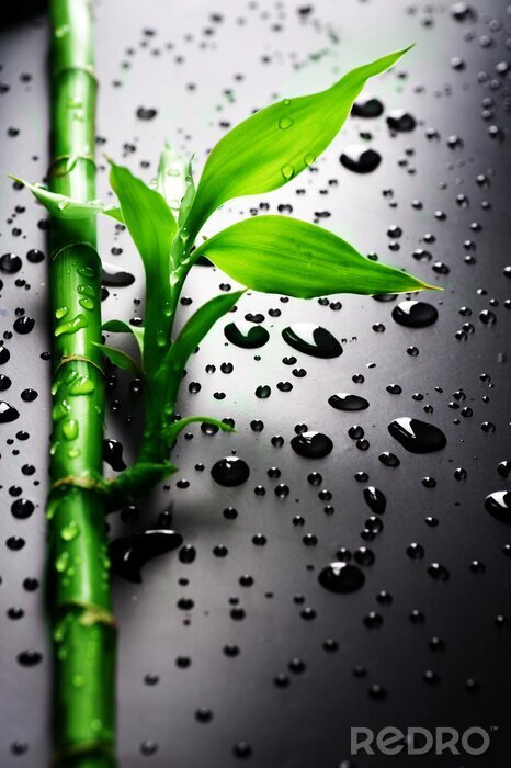 Poster  Bambou et gouttes d'eau sur fond noir