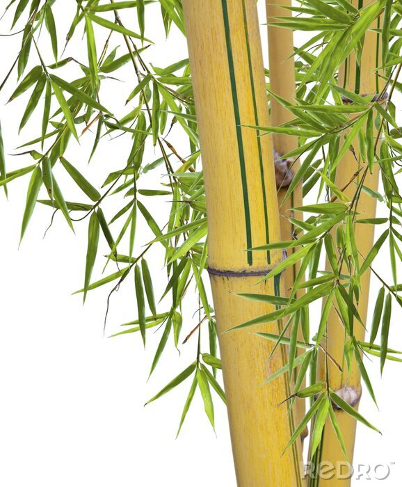 Poster  Bambou jaune avec des feuilles vertes