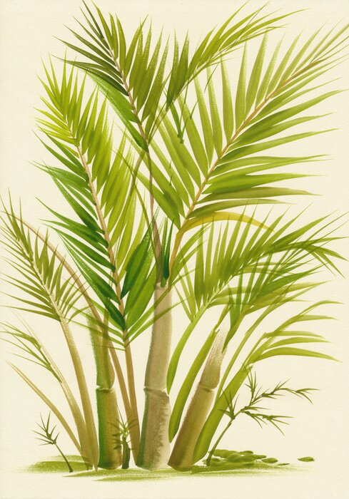 Poster  Bambou poussant en touffe