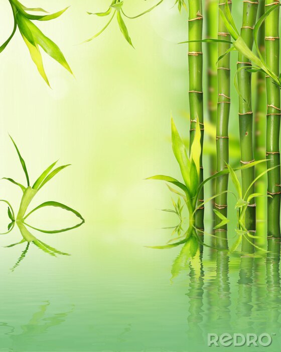 Poster  Bambou sur fond vert
