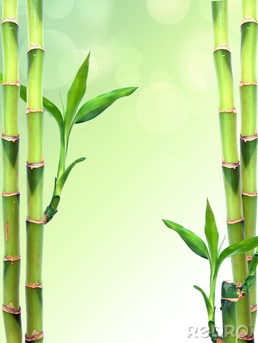 Poster  Bambou sur fond vert d'une scène floue