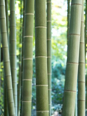 Poster  Bambou sur fond vert de feuilles