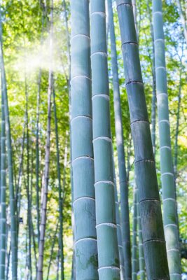 Poster  Bambou sur fond vert de feuilles luxuriantes