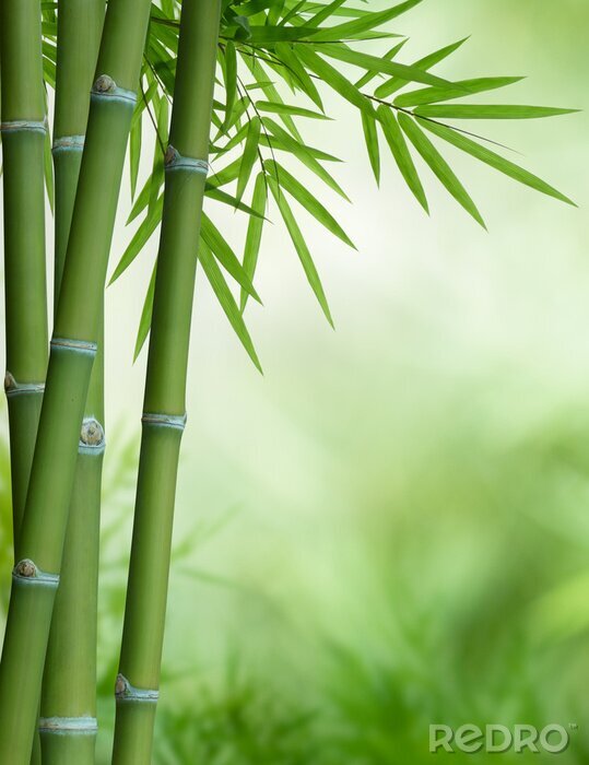 Poster  Bambou sur fond vert flou