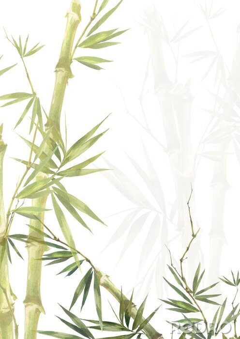 Poster  Bambou vert clair illustré
