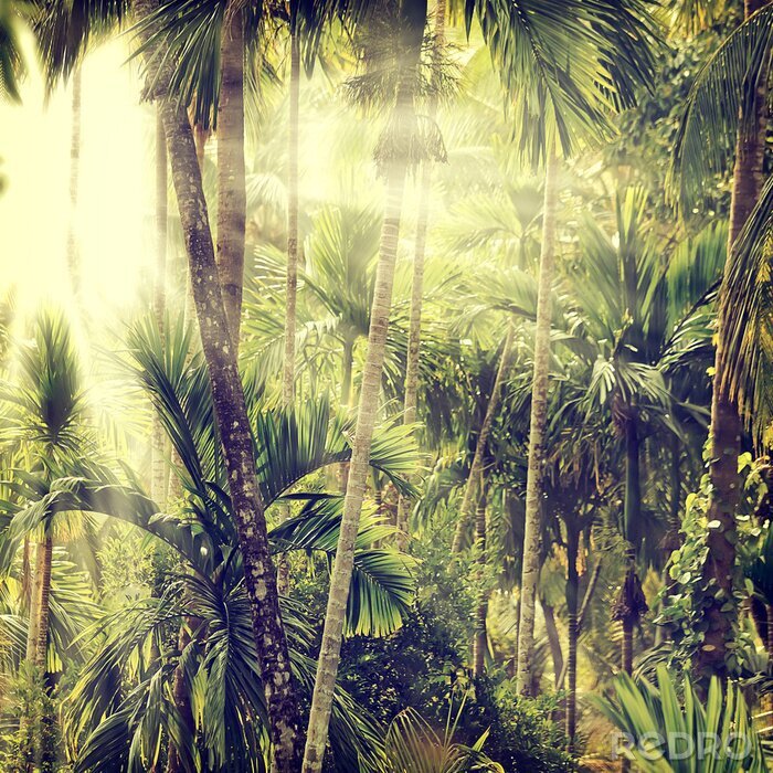 Poster  Bambous et palmiers tropicaux