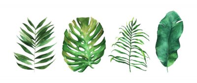 Poster  Banane, monstera et feuilles de palmier à l'aquarelle