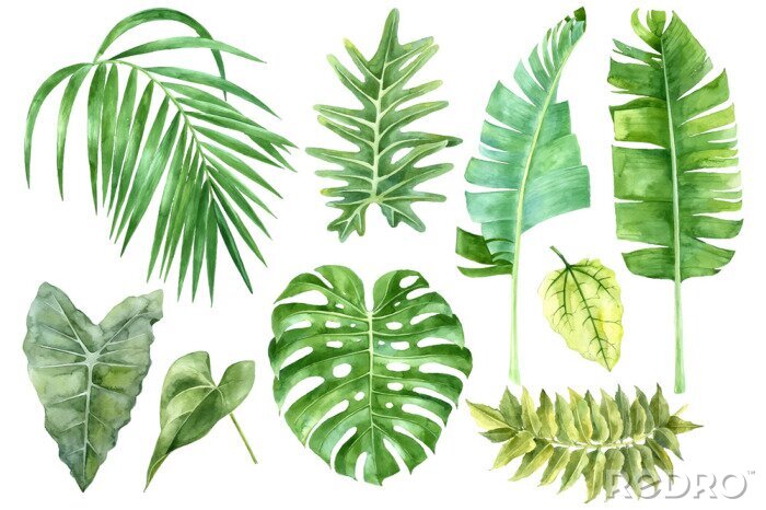 Poster  Banane verte, monstera et feuilles de palmier dans une édition aquarelle