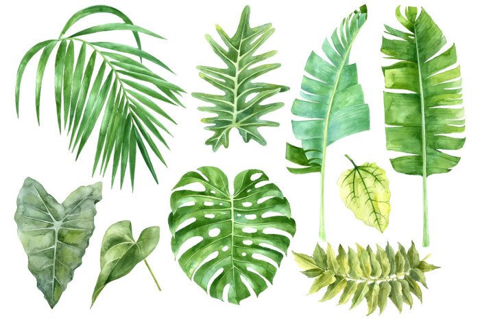 Poster  Banane verte, monstera et feuilles de palmier dans une édition aquarelle