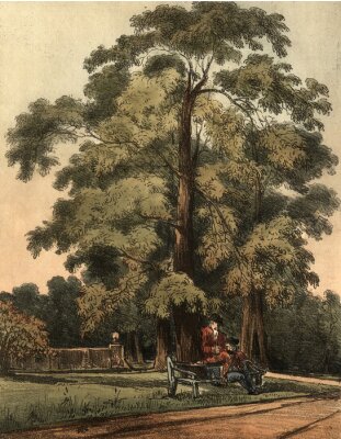 Poster  Banc sous un arbre en illustration rétro