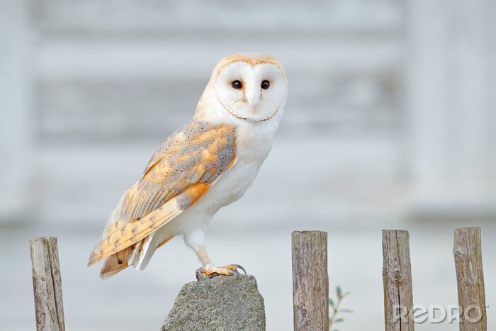 Poster  Barn owl sitting on wooden fence in front of country cottage, bird in urban habitat, wheel barrow on the wall, Czech Republic. Wild winter and snow with wild owl. Wildlife scene from nature.
