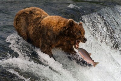 Poster  Bear about to catch salmon in mouth