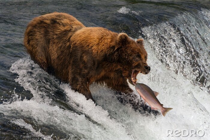 Poster  Bear about to catch salmon in mouth